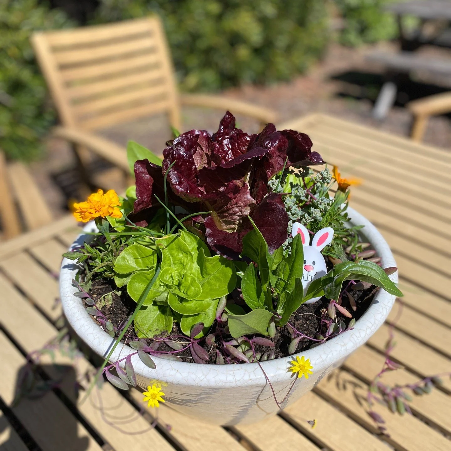Easter weekend was action packed - made some Salad Easter Host gifts. Need an edible garden refresh or updated containers - DM me.

Client loved her containers!

#bayareagardens #ediblegardens #funhostessgifts #gardenconsultant