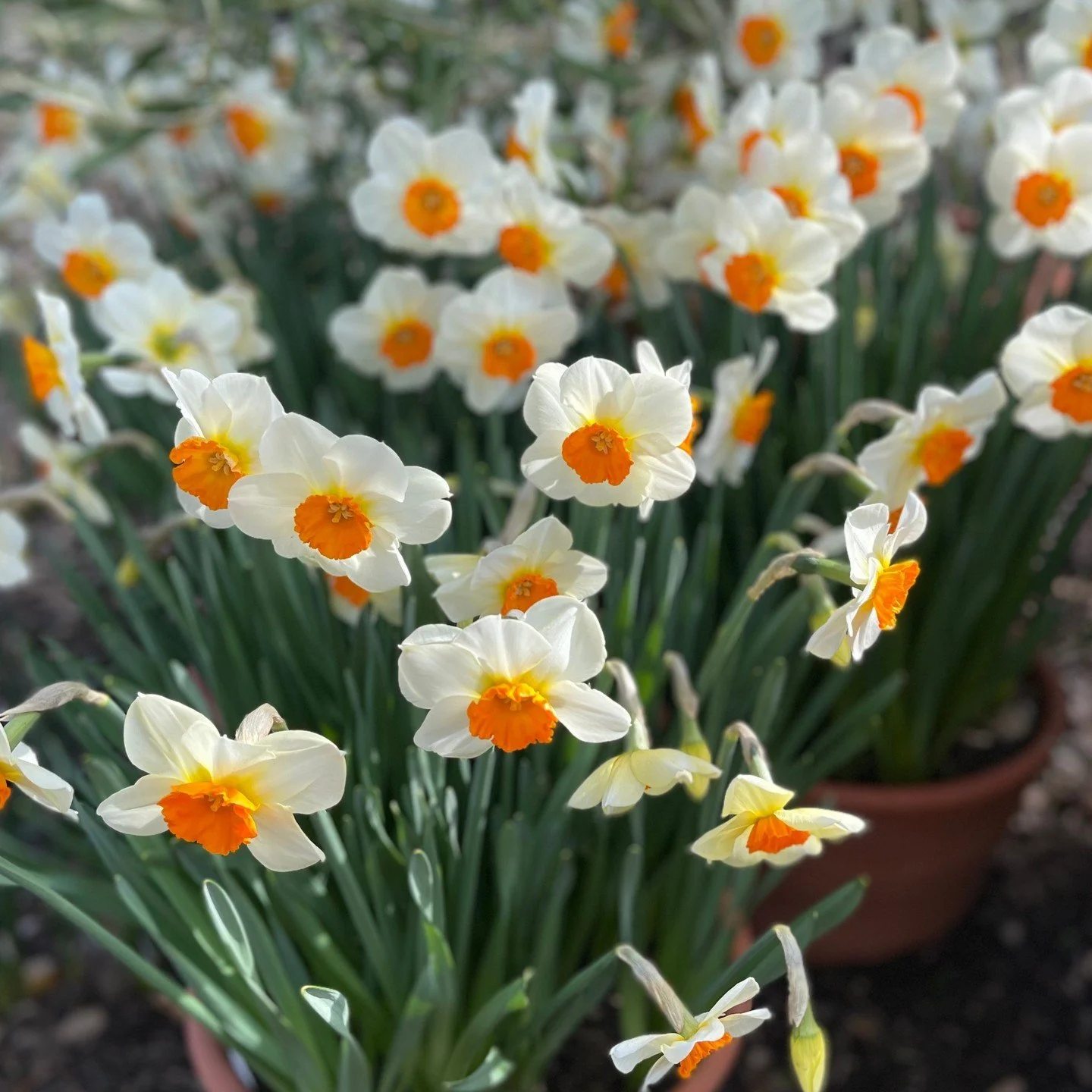 What an exhilarating weekend, through my horticulture studies I found the @Horticultural Therapy Institute and did the Techniques course at @Filoli. It definitely was a combining of the energies of plants and people that made this so special. I am ho