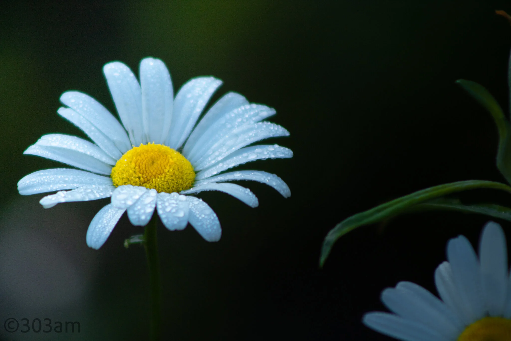 Daisy-Website.jpg