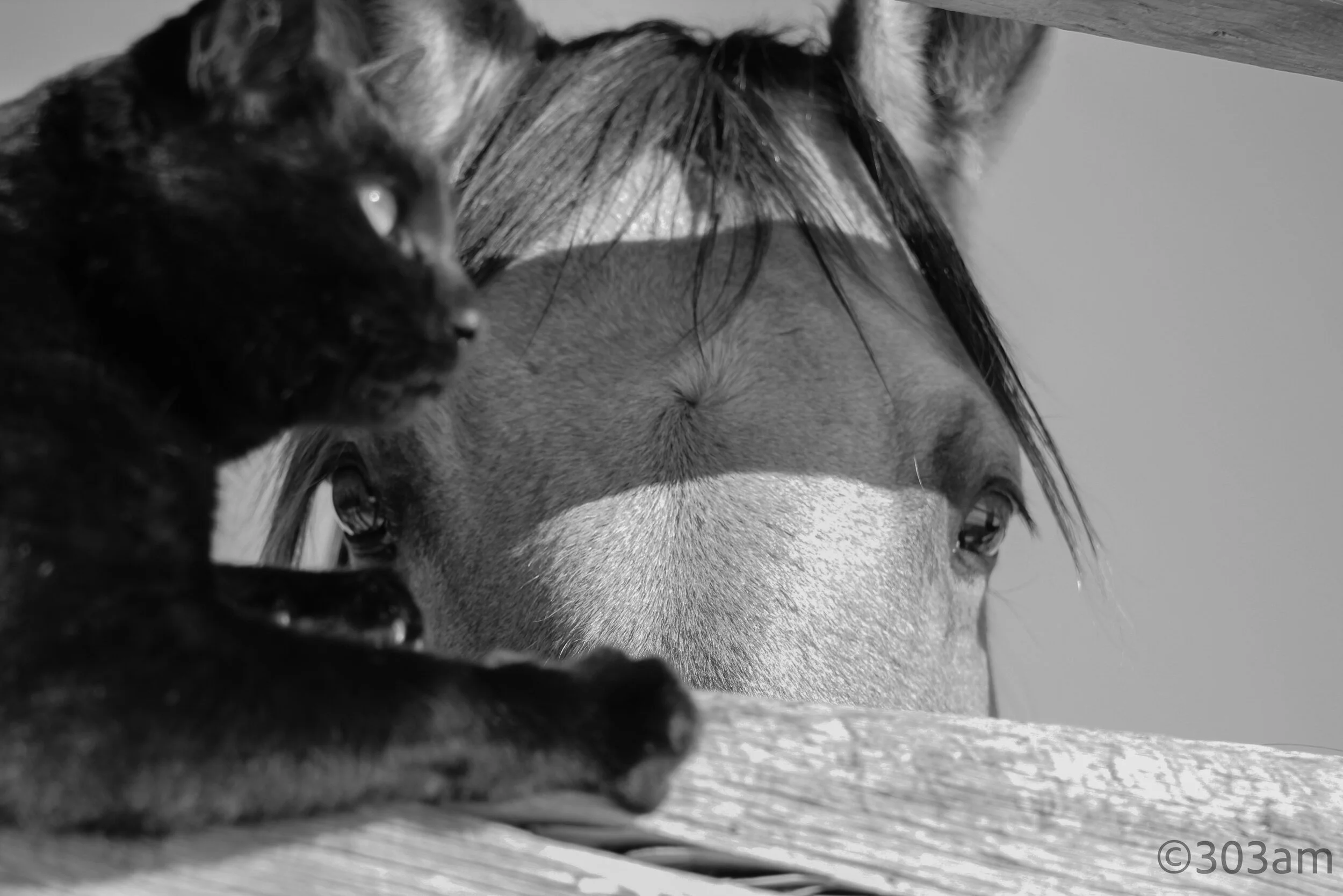 LRR-horse&cat.jpg