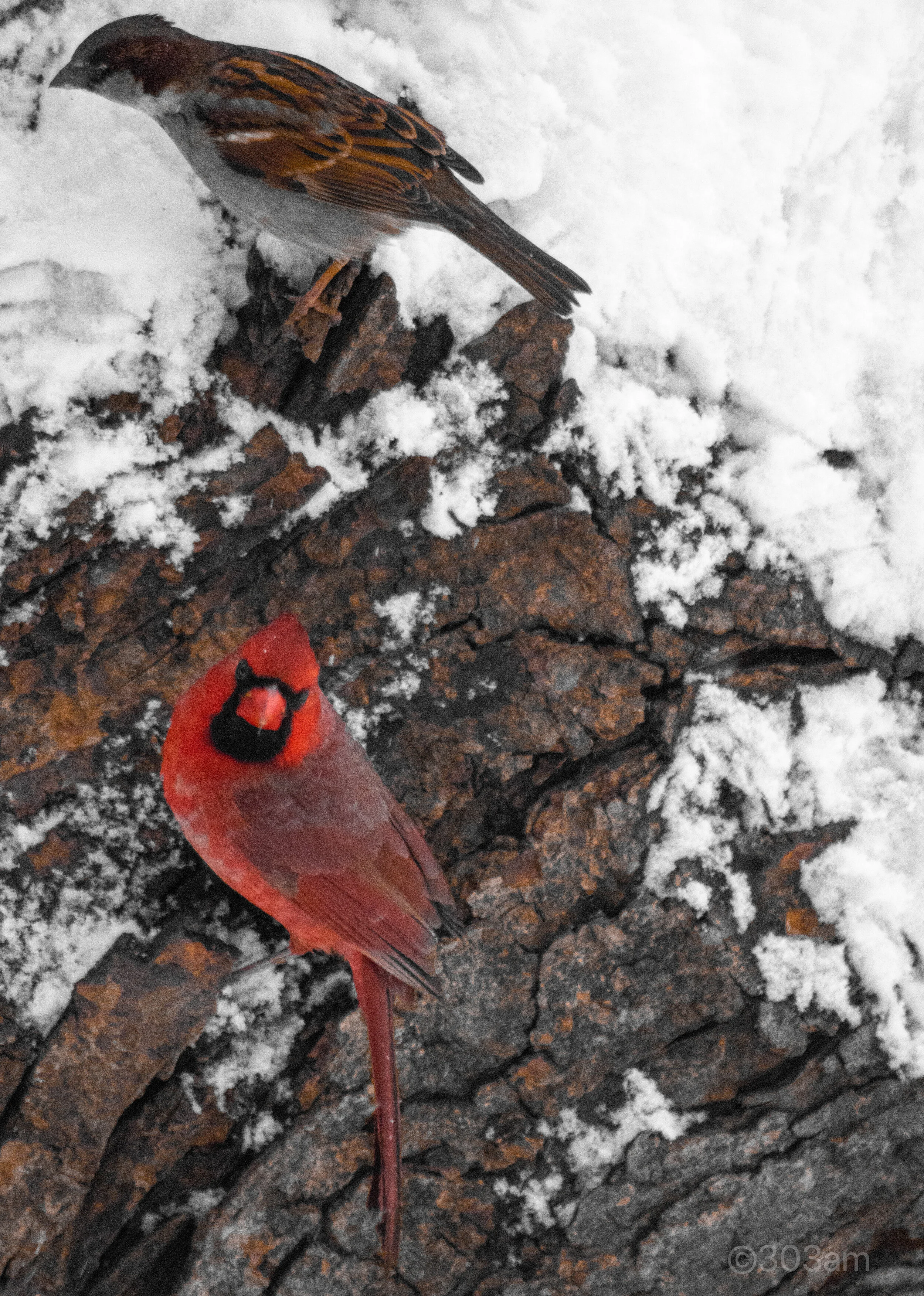 Cardinal.jpg