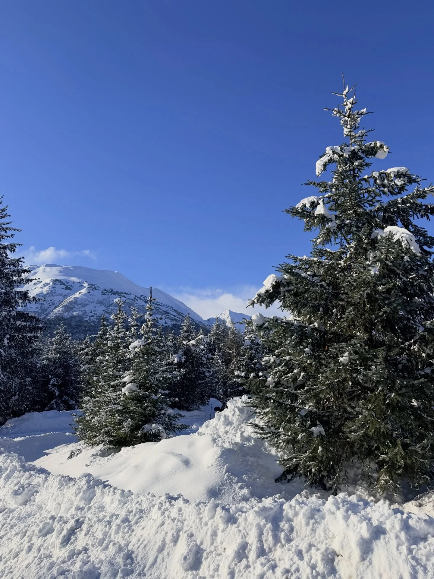 Spring might look a little different here in Alaska ❄️🌷

While the snow is still holding strong outside, we got a beautiful reminder that warmer days are on the way&mdash;thanks to our thoughtful friends at @luffortho for the lovely flowers! 💐

A l