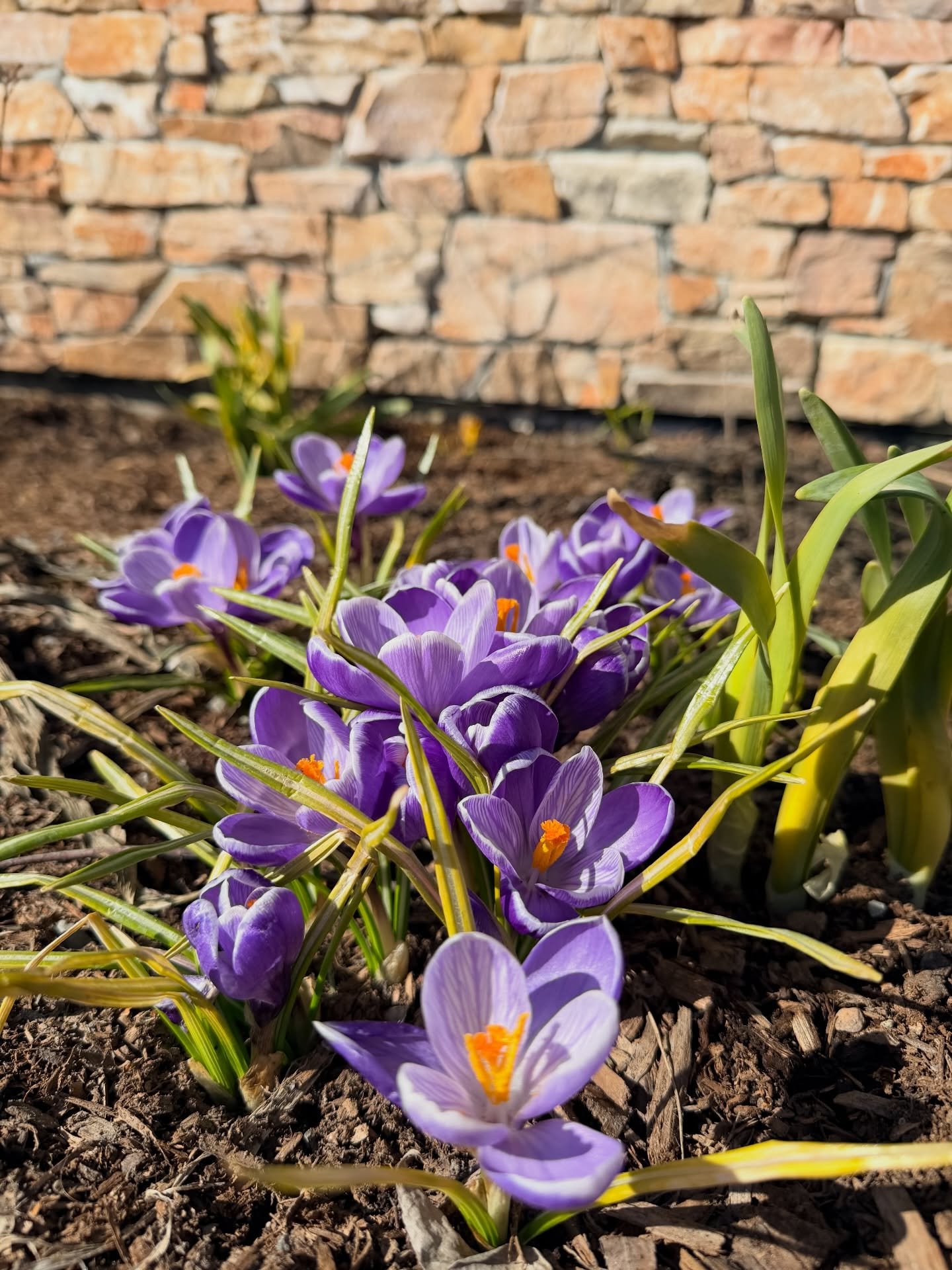Spring is starting to peek through 🌸

These crocuses popped up right outside our office, reminding us that brighter days are on the way&mdash;even in Alaska. We&rsquo;ll take every little sign of sunshine and new beginnings!

#HelloSpring #AlaskaLif