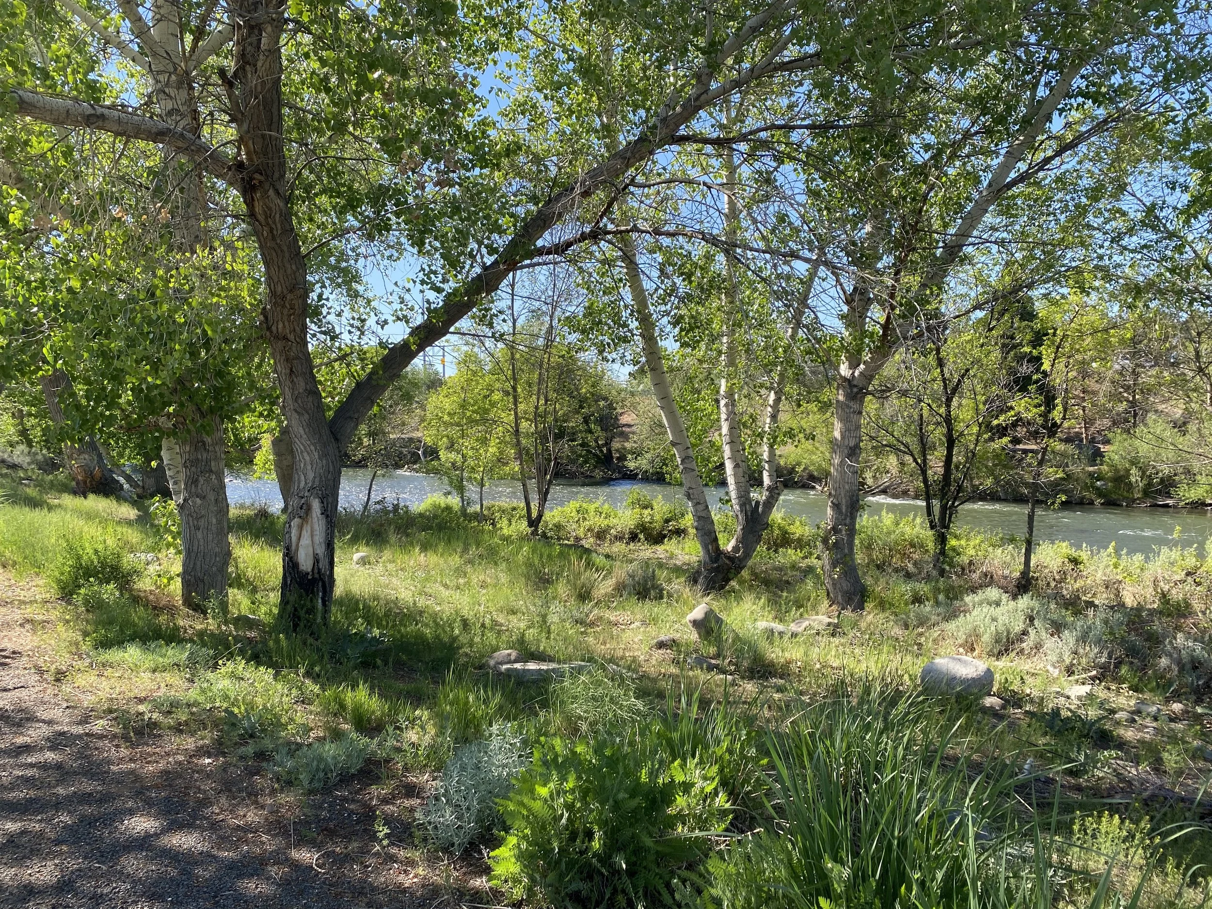 green trees and grasses with truckee river in background