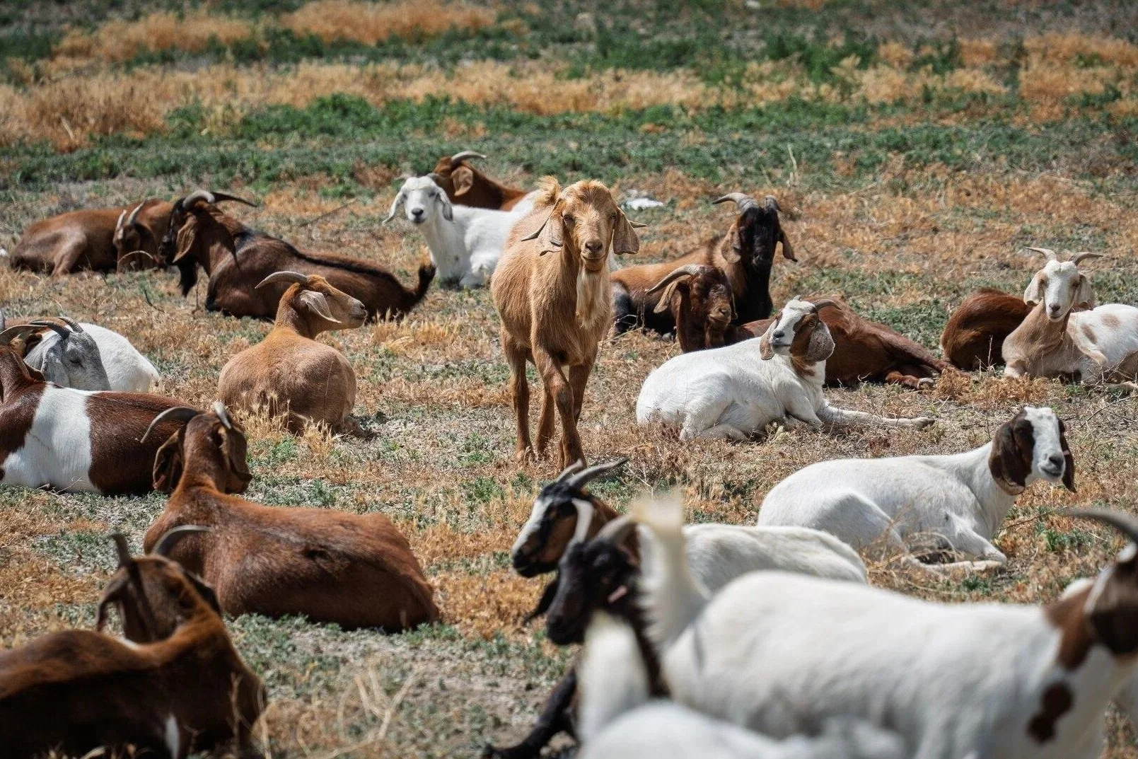 Is Spark’s Weed &amp; Fire Mitigation the GOAT?