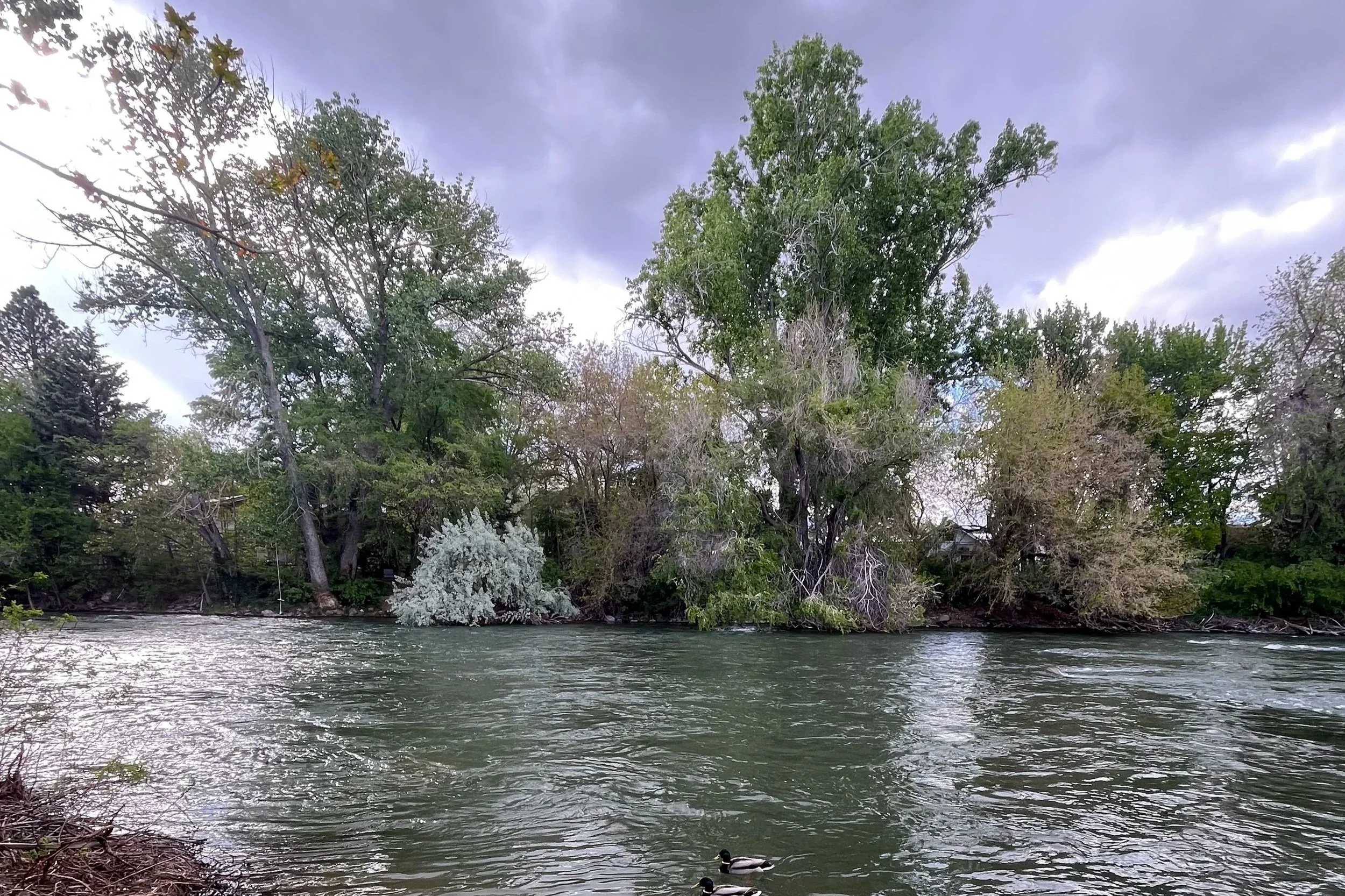 Introducing to the Public: The Truckee River Dashboard!