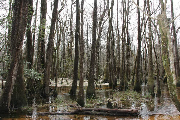 CULCLASURE TRACT Orangeburg, SC - 79 acres - $300,200.00 