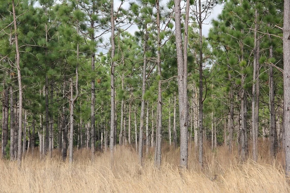 The Pooser Tract - 33.4 acres                   $139,995      SOLD!