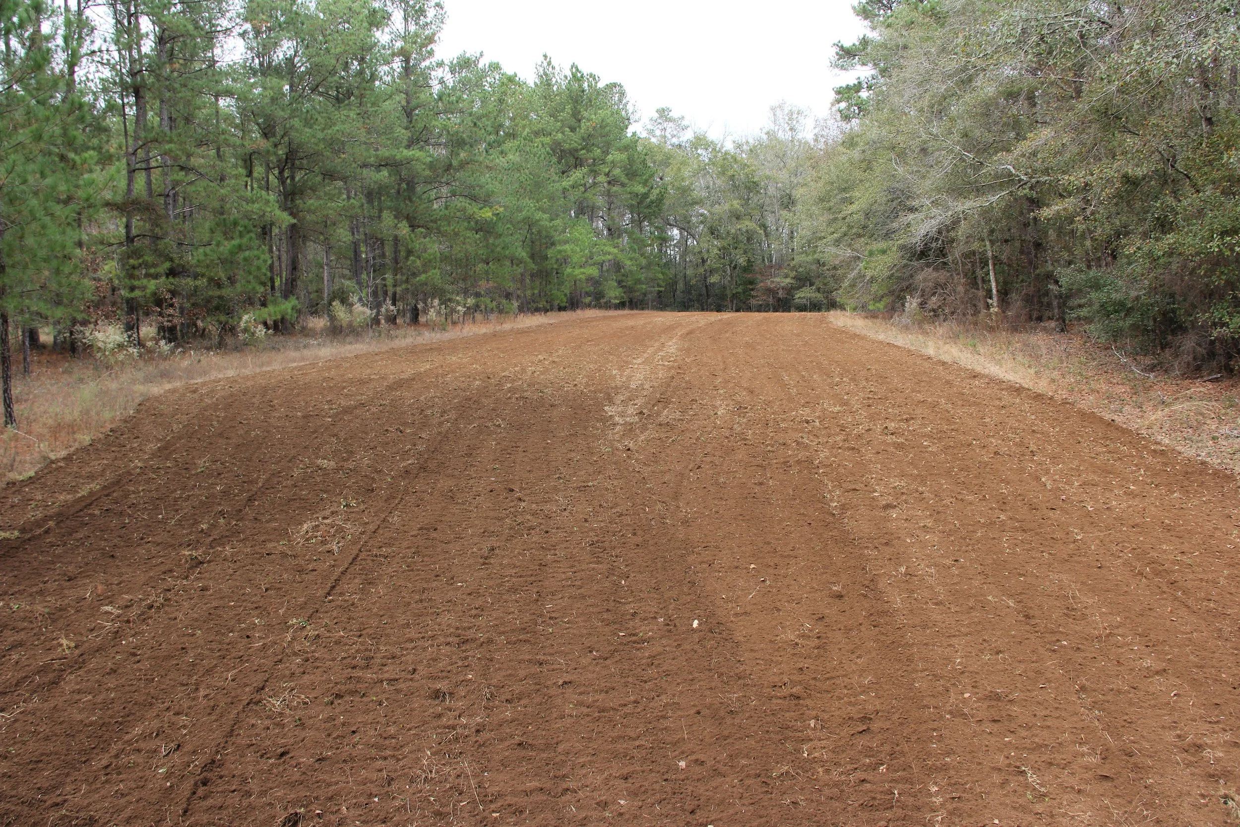 Salley Tract - 153.5 acres        $590,975             North, SC  SOLD!!!!