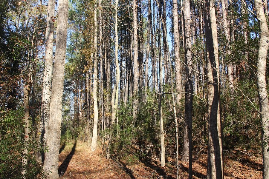 Headden Tract - 27.7 acres     Orangeburg county    $124,556 