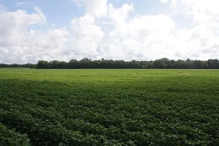 Cuttino Farm Tract 159.8 Acres $495,380   SOLD !!!