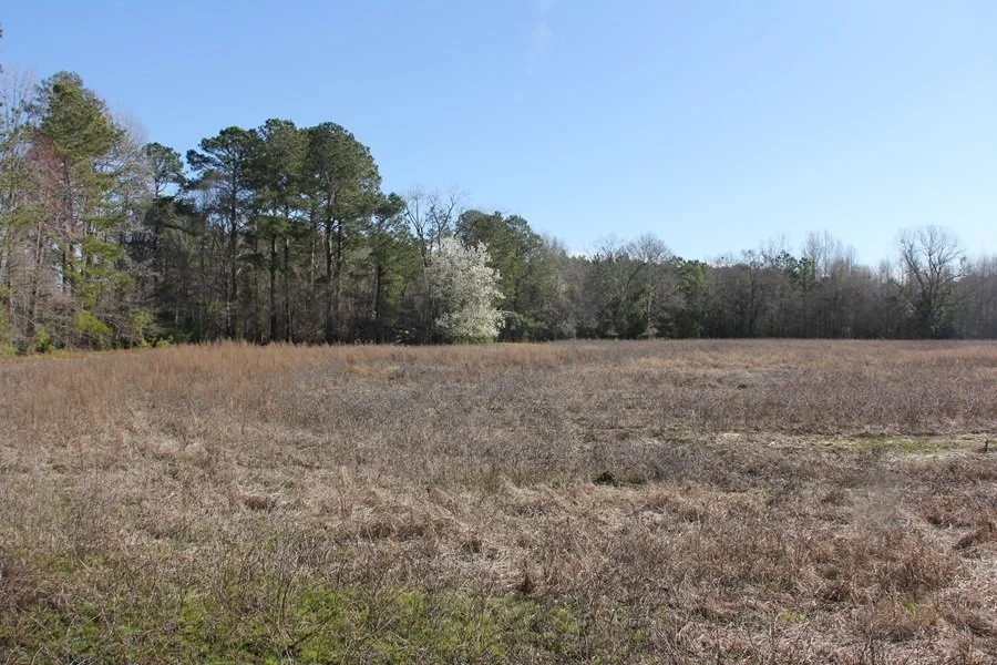Corona Tract (34.81 Acres)   Orangeburg, SC    $250,000  AVAILABLE!!!