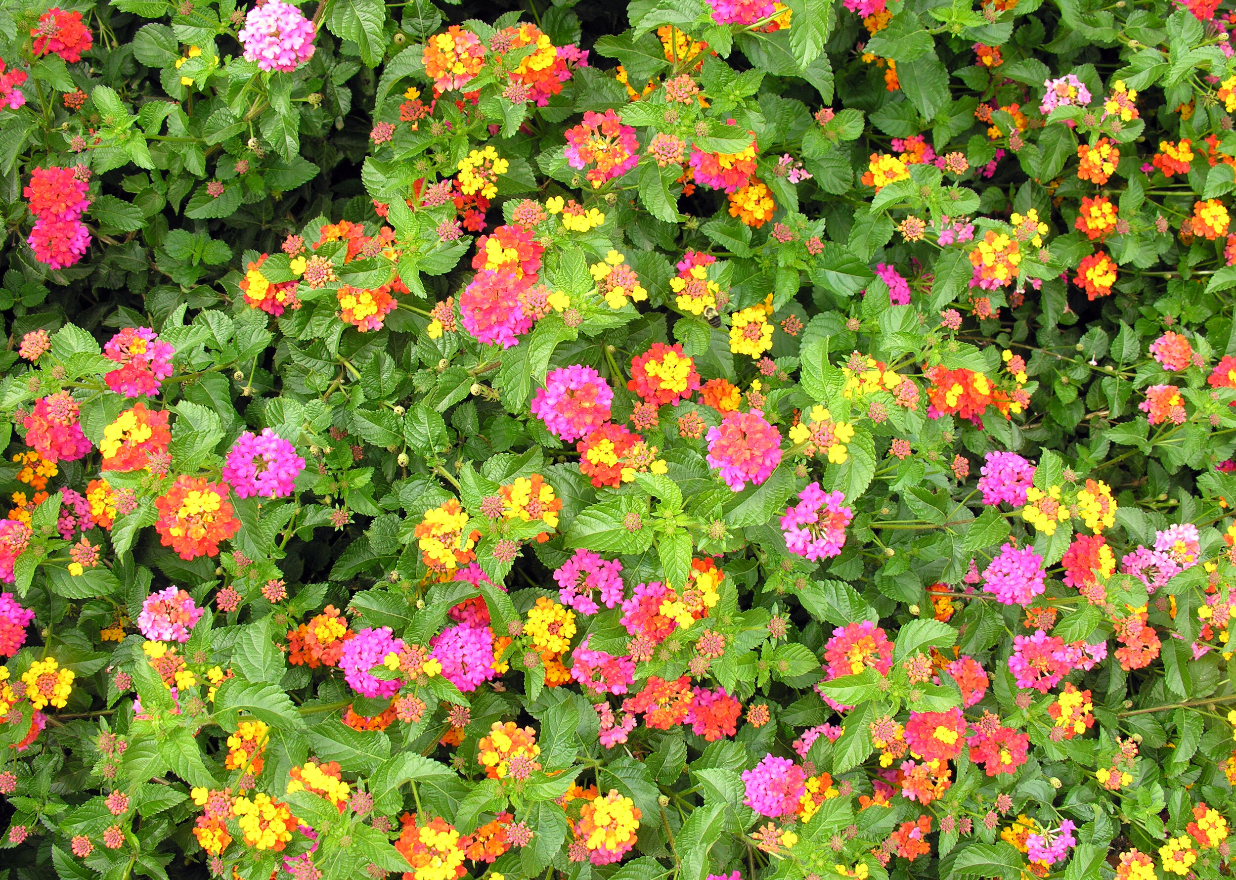 Lantana