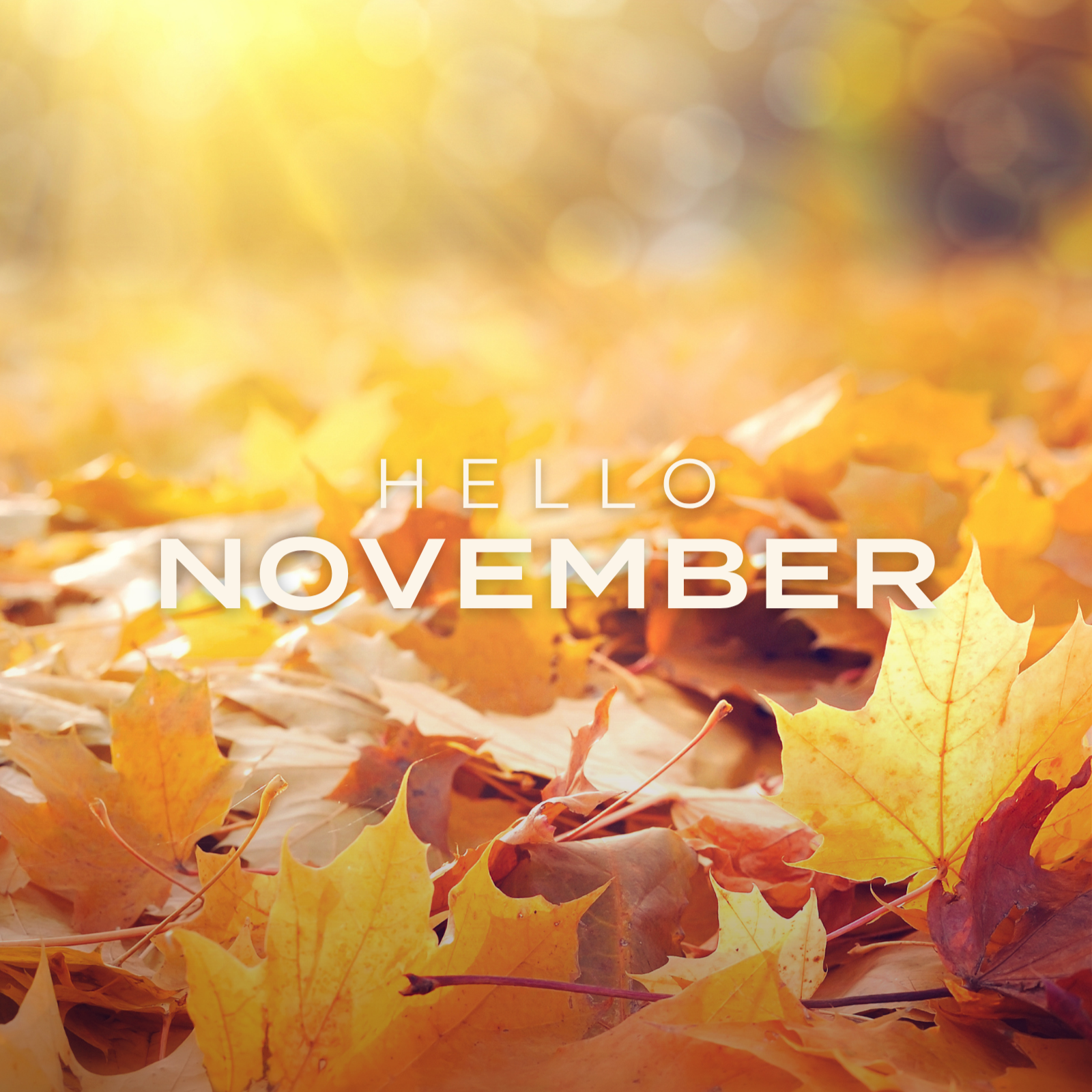 Hello November