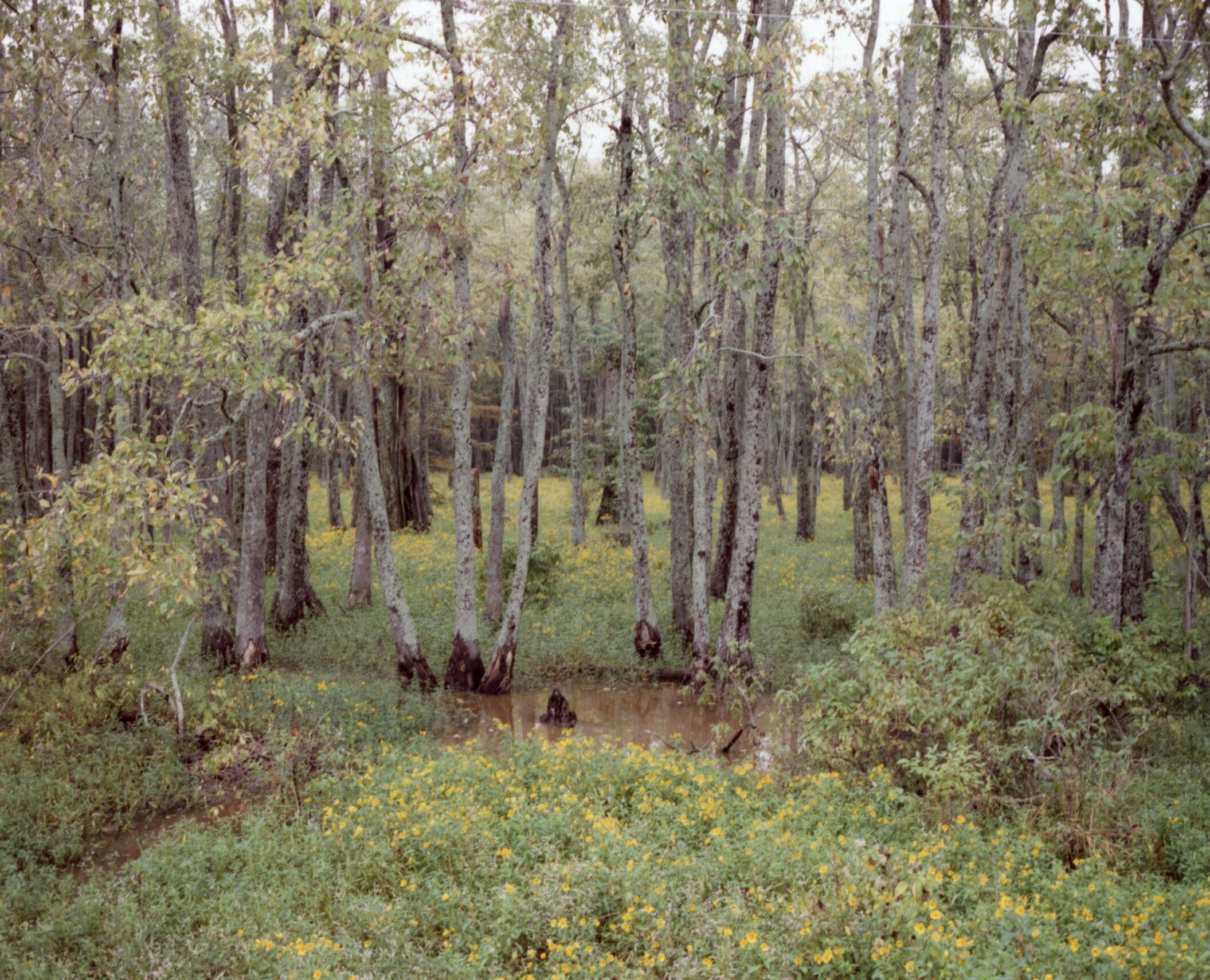 roadside swamp002.jpg