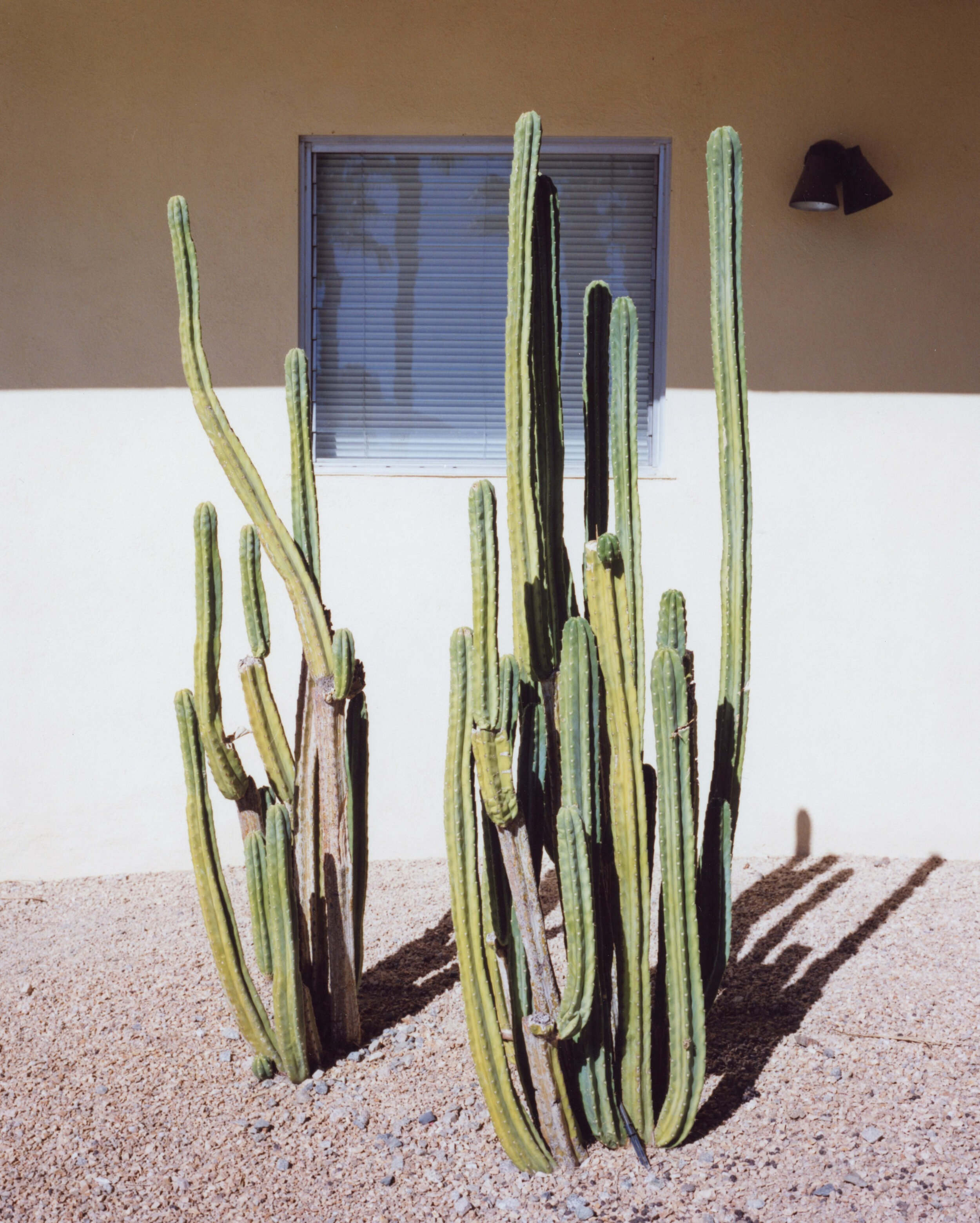 cacti01-2.jpg