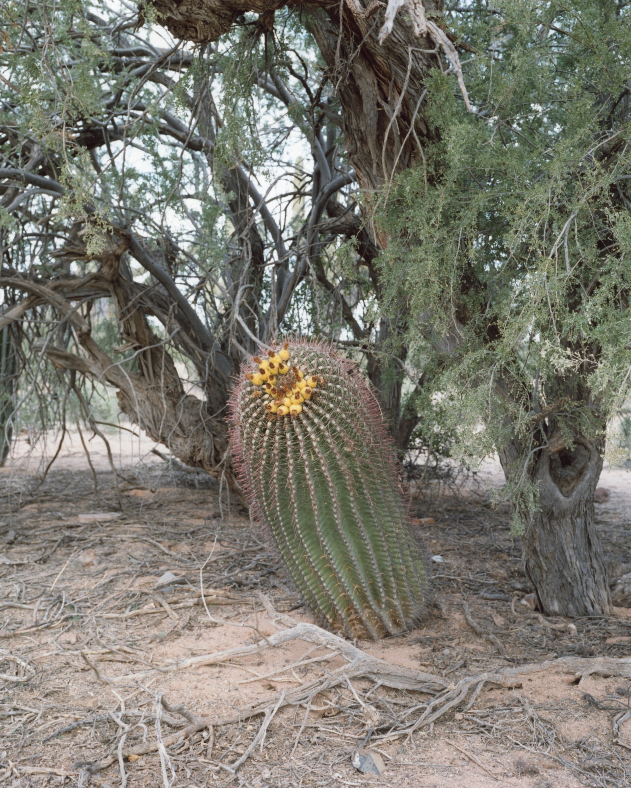 barrel cactus01.jpg
