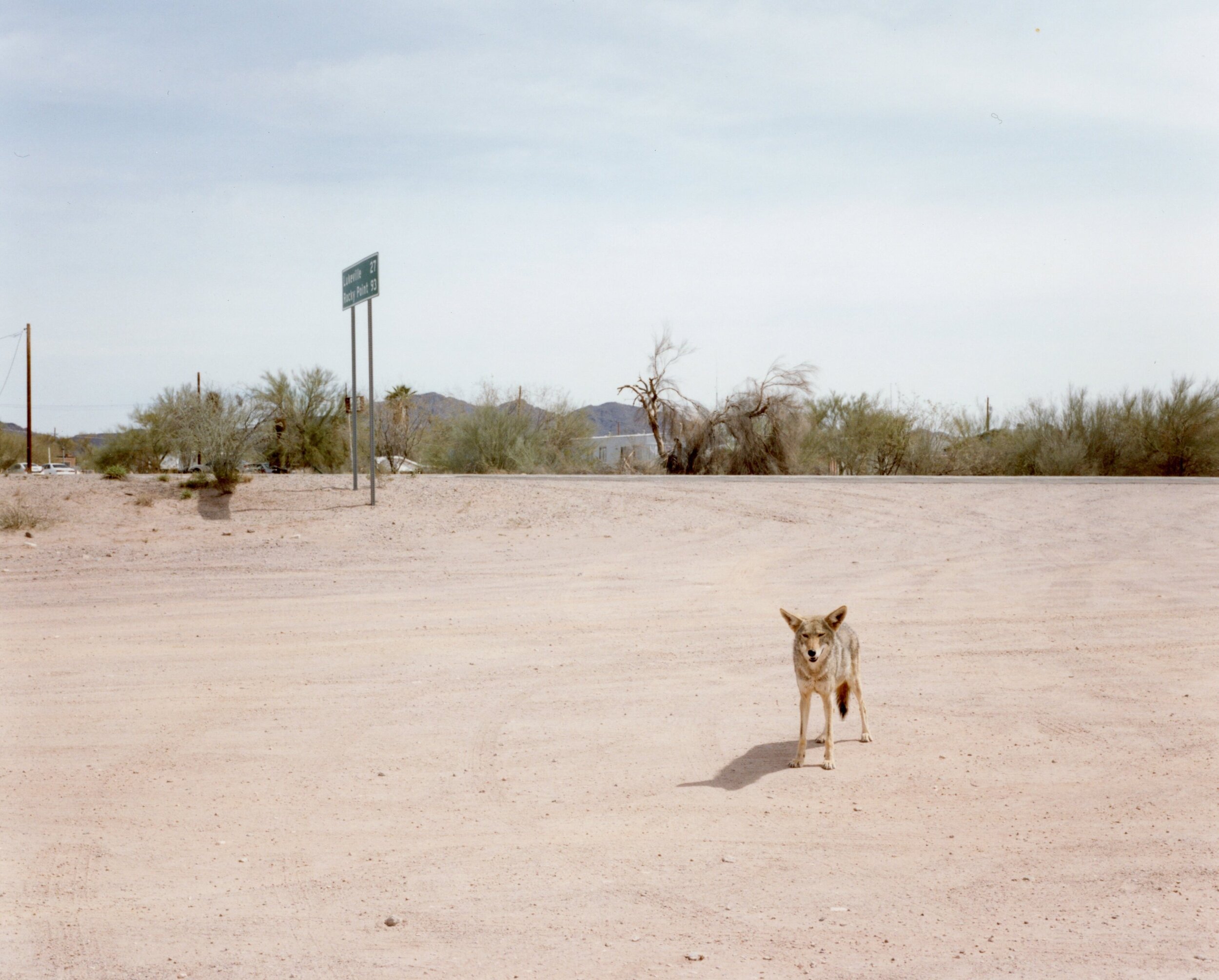 coyote01.jpg