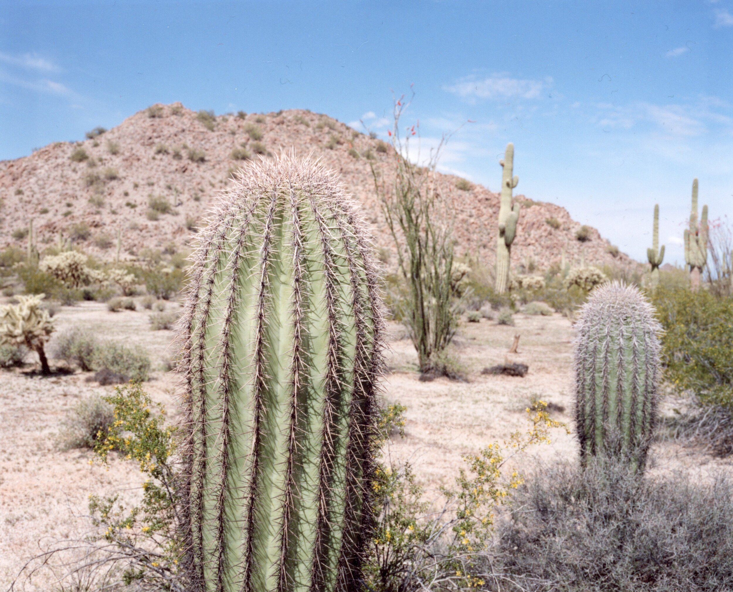 barrel cacti01.jpg