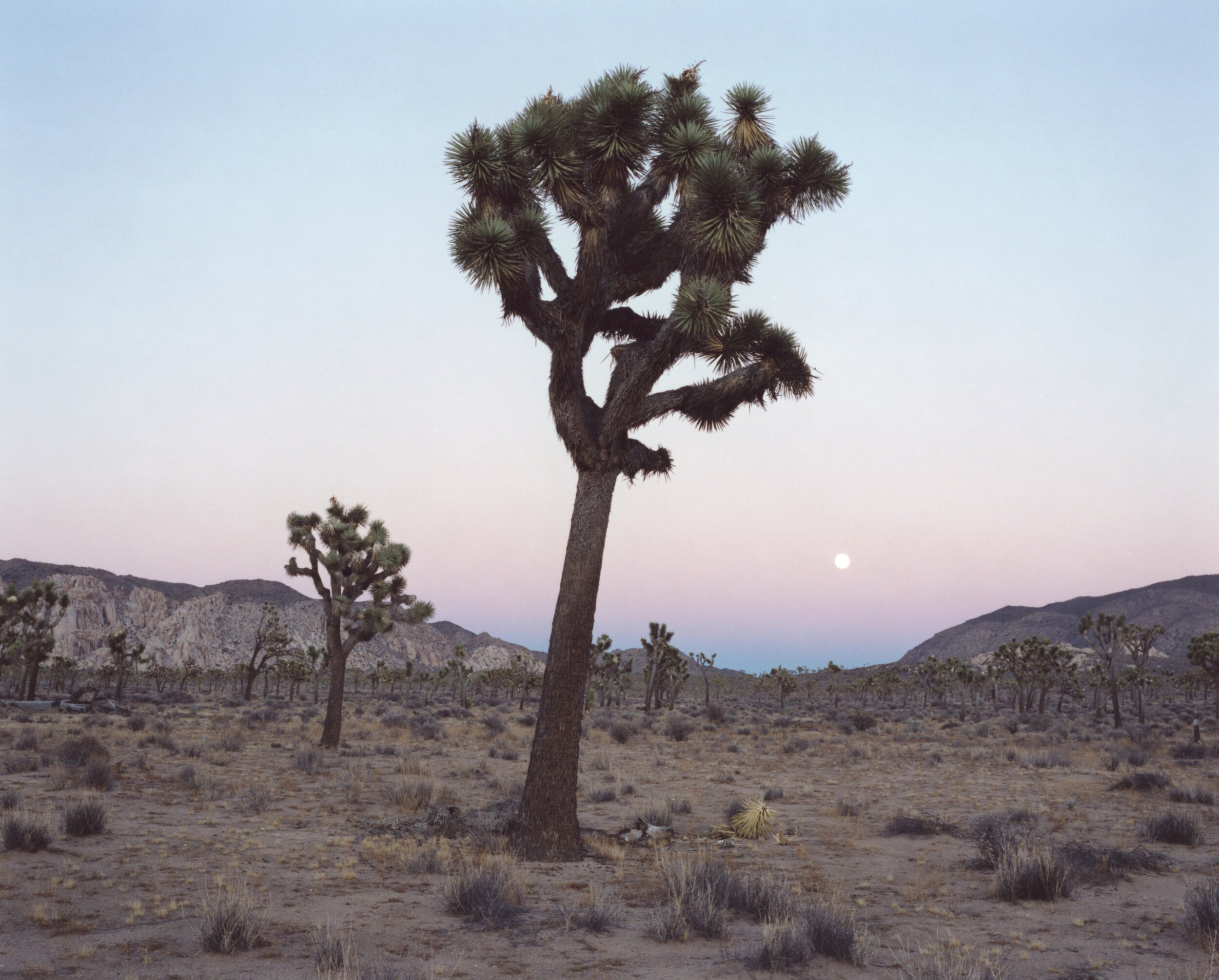 Joshua Tree NP 201-2.jpg