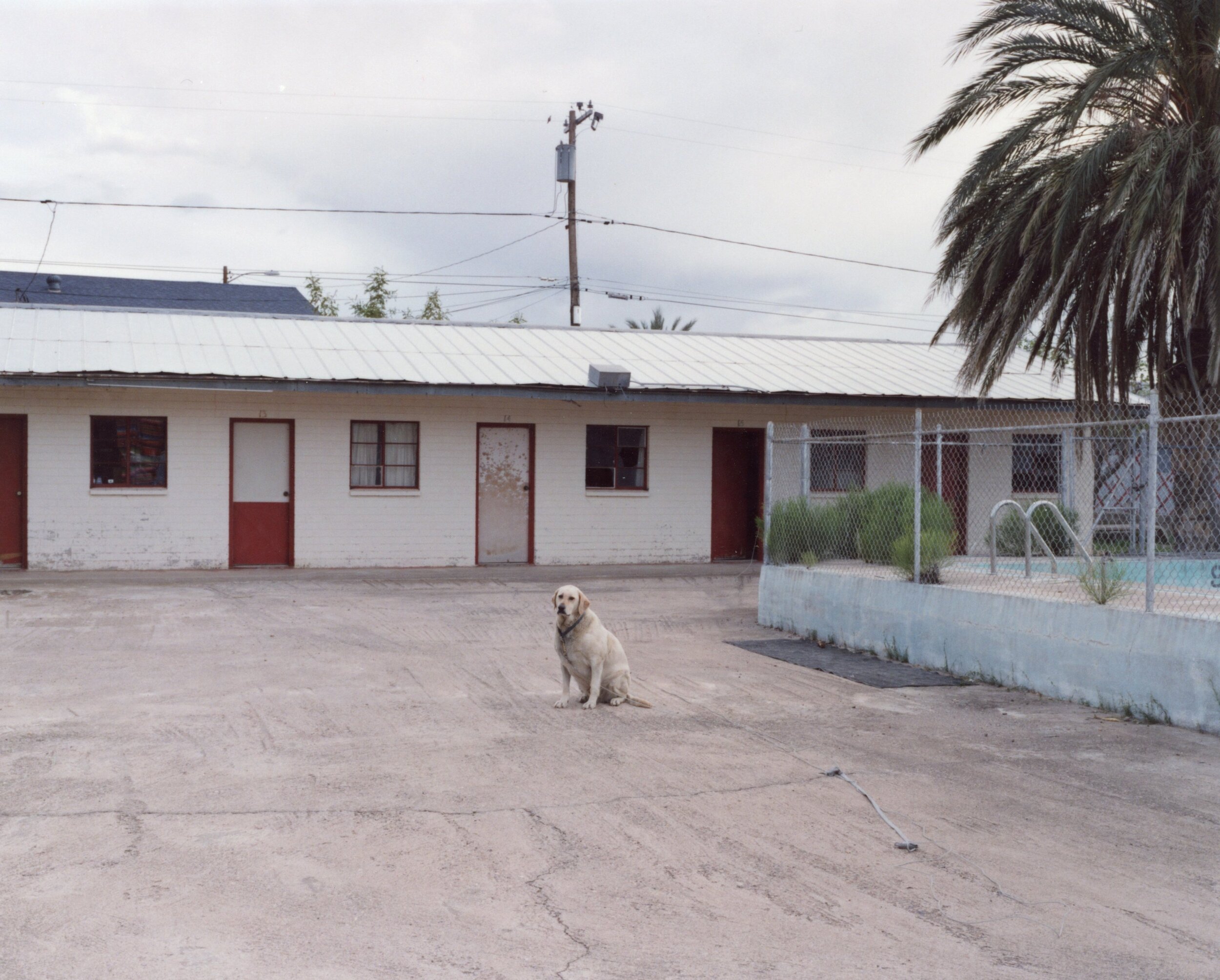 motel dog01.jpg