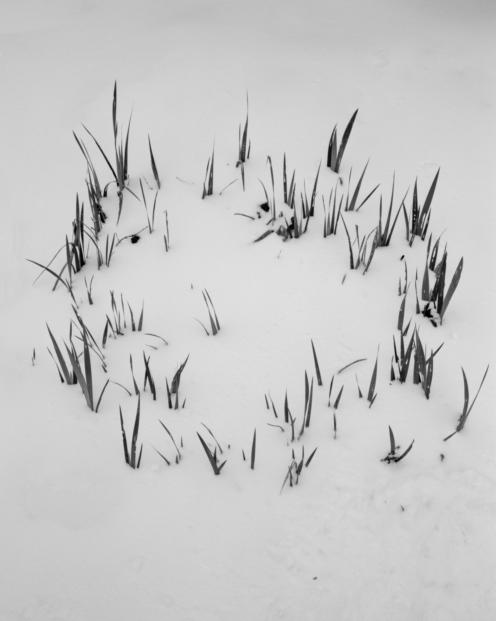 snow irises.jpg