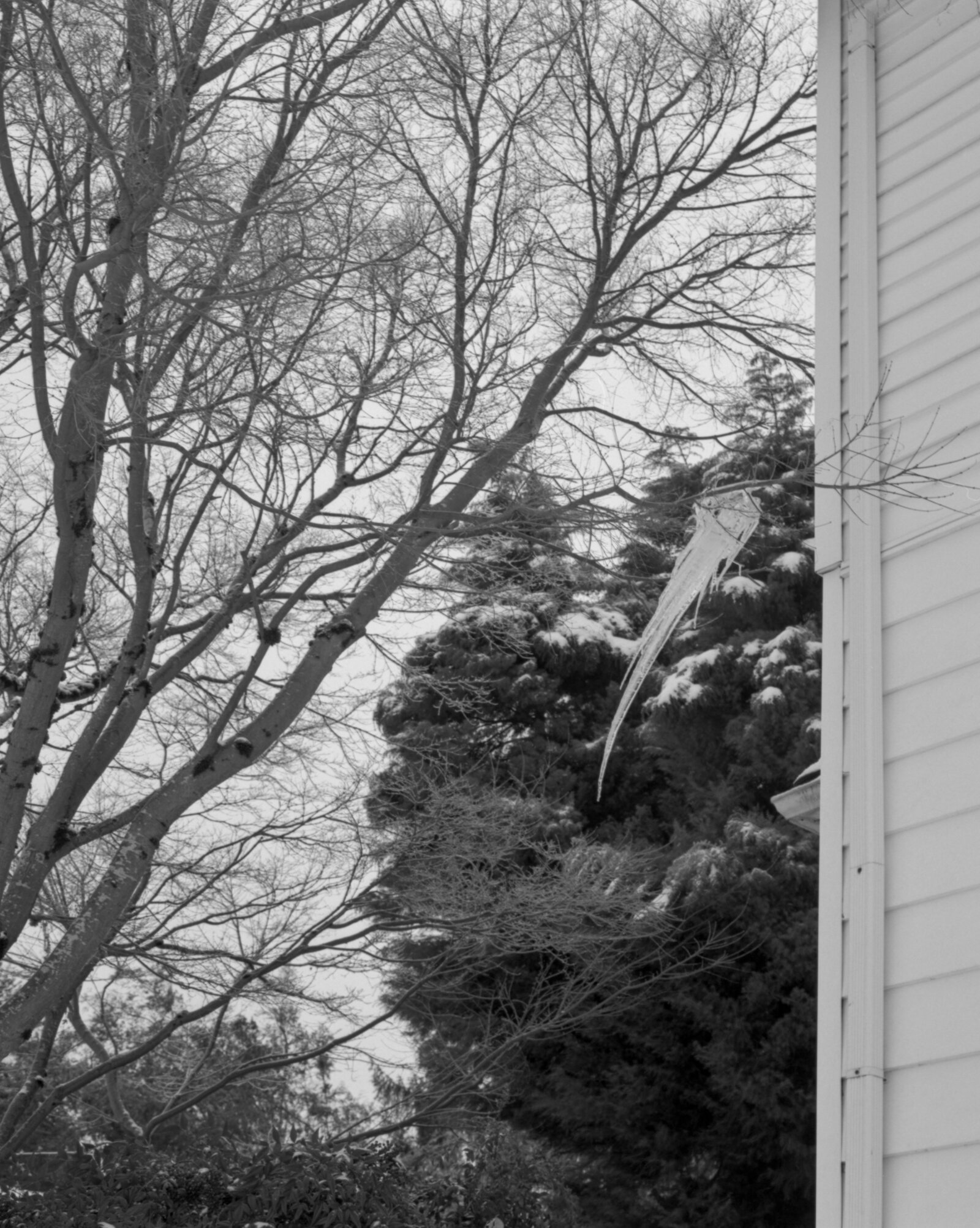 snow icicle0001.jpg