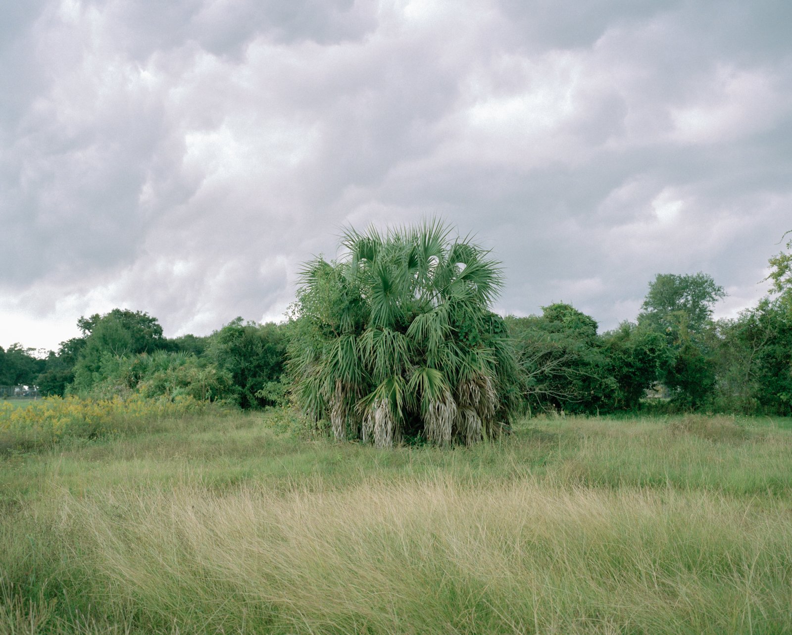 Stormy Palm 1 A.jpg