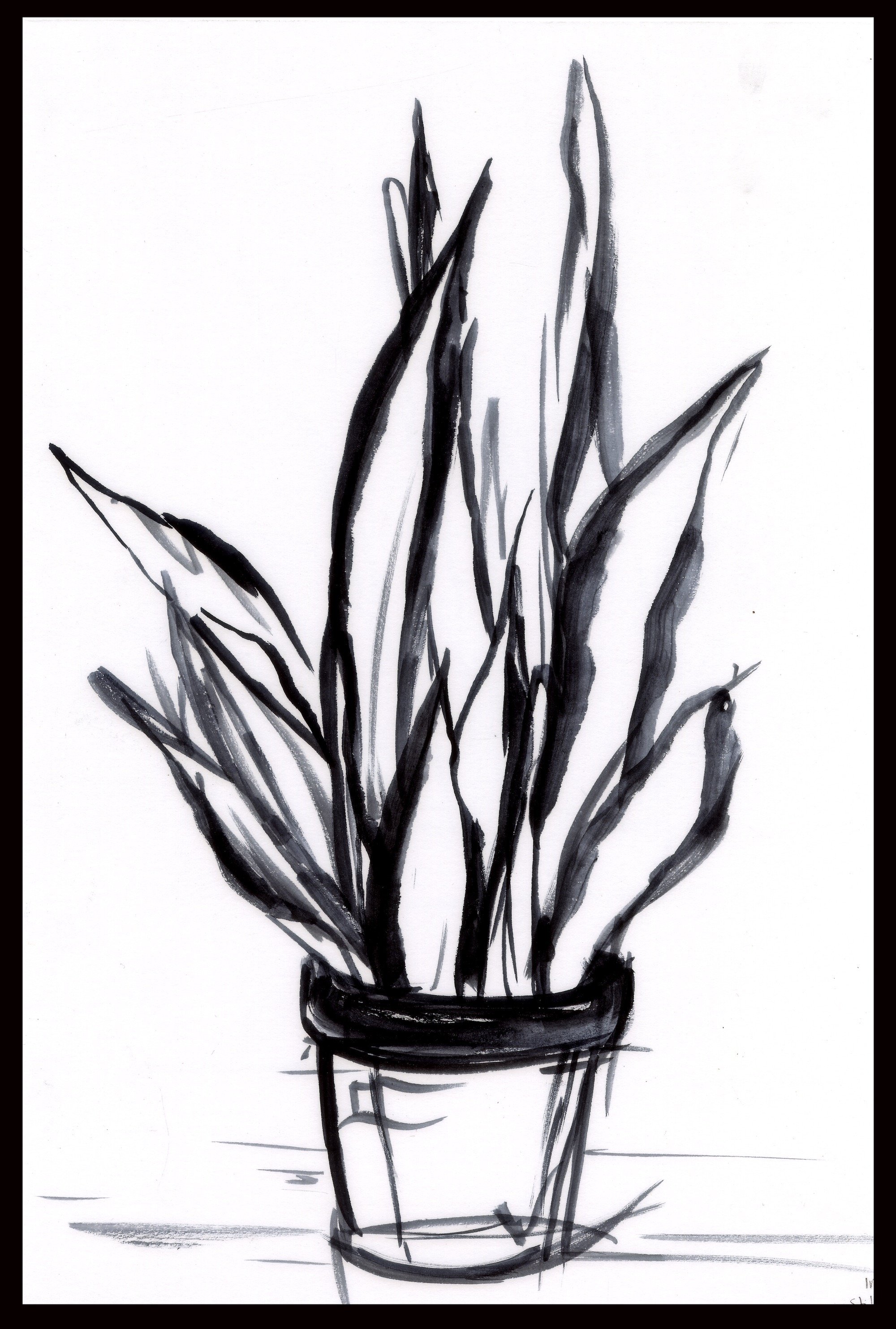 plant.jpeg