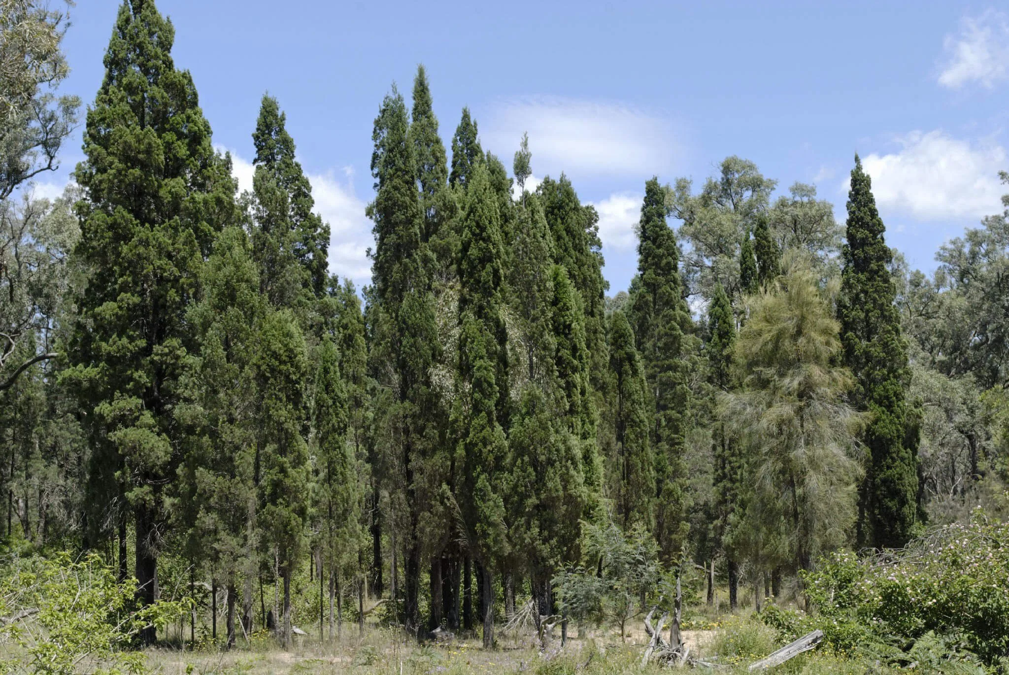 Cypress Pine: An abundant native resource for healthy, non-toxic buildings
