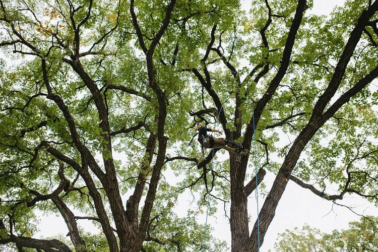 Boreal Tree Solutions photo 5