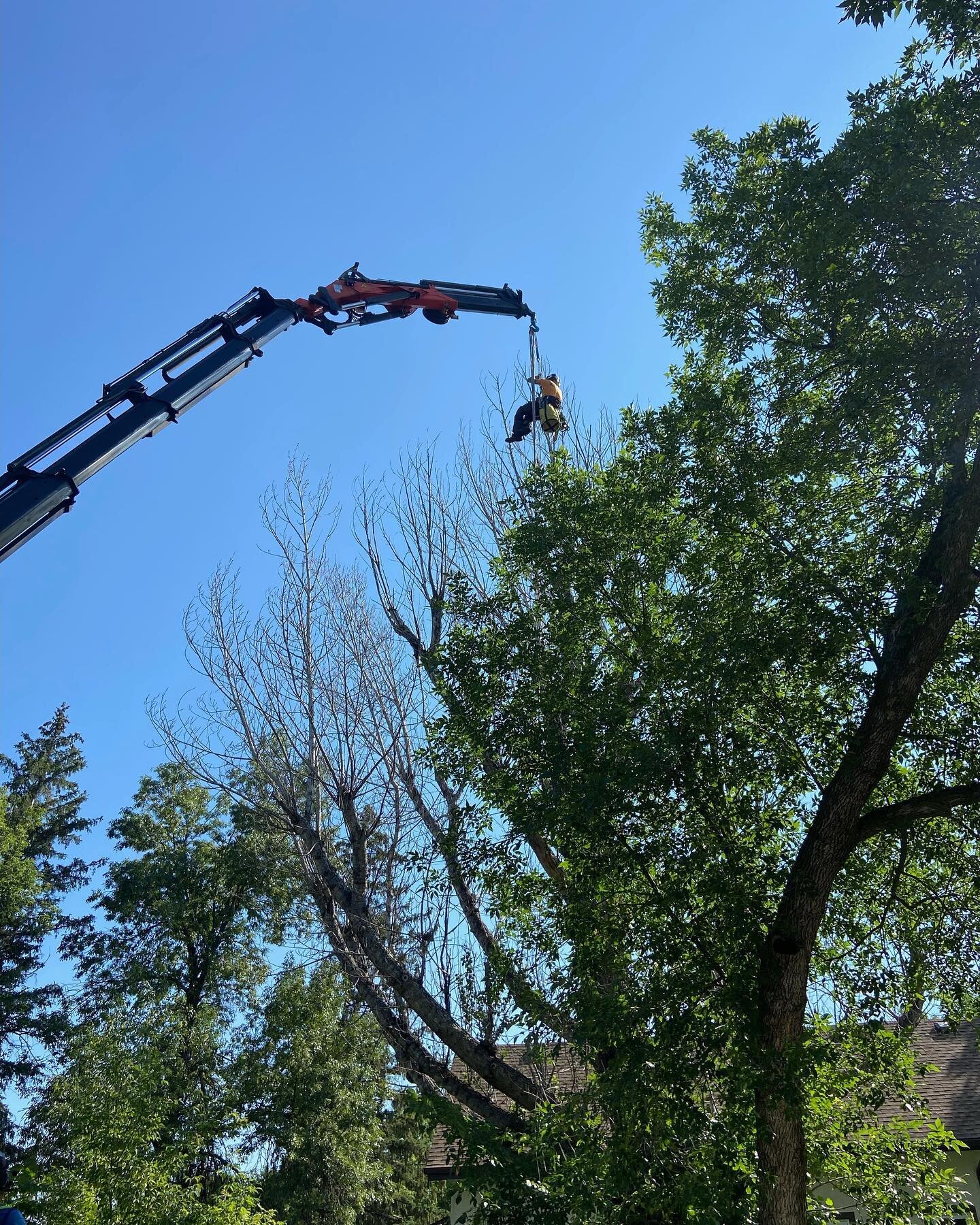 We were recently called in to remove this nasty Poplar which had been topped (😡👎) twice during its last two &lsquo;pruning&rsquo; treatments.  With the help of our friends @craneandtimber we were able to safely piece out this big hazardous tree. 
-