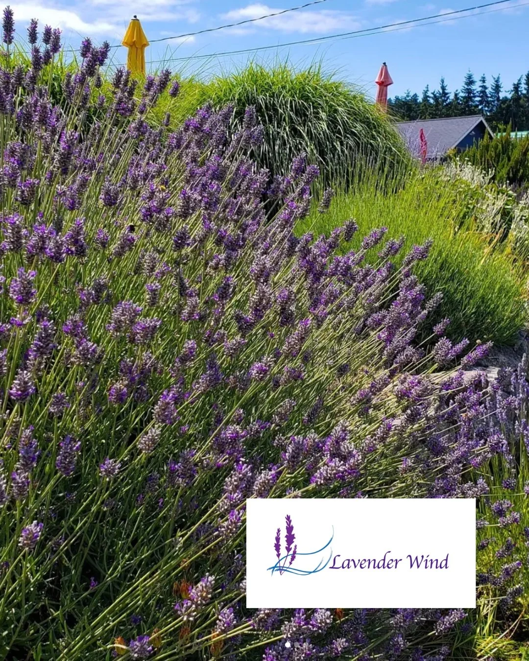 Meet the producers: Lavender Wind! 

@lavenderwindfarm  is a locally sourced, family-owned and operated business in Coupeville that has been in operation since 2004. They hand make a variety of bath, body, and culinary products in small batches in th