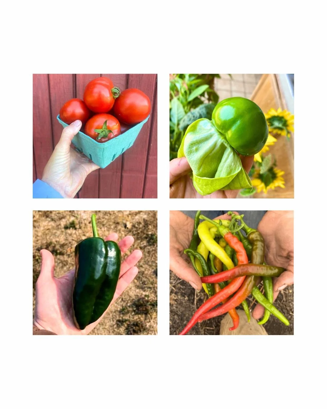 🌶 Nightshade season is coming in hot! 🥵

Shoutout to @foggyhillfarm @seafern_farm @deepharvest @organicfarmschool  @skyroot_farmers @slowandsteadyfarm @kettlesedge and @steadfast_farming for bringing the heat! You know summer is in full swing when 