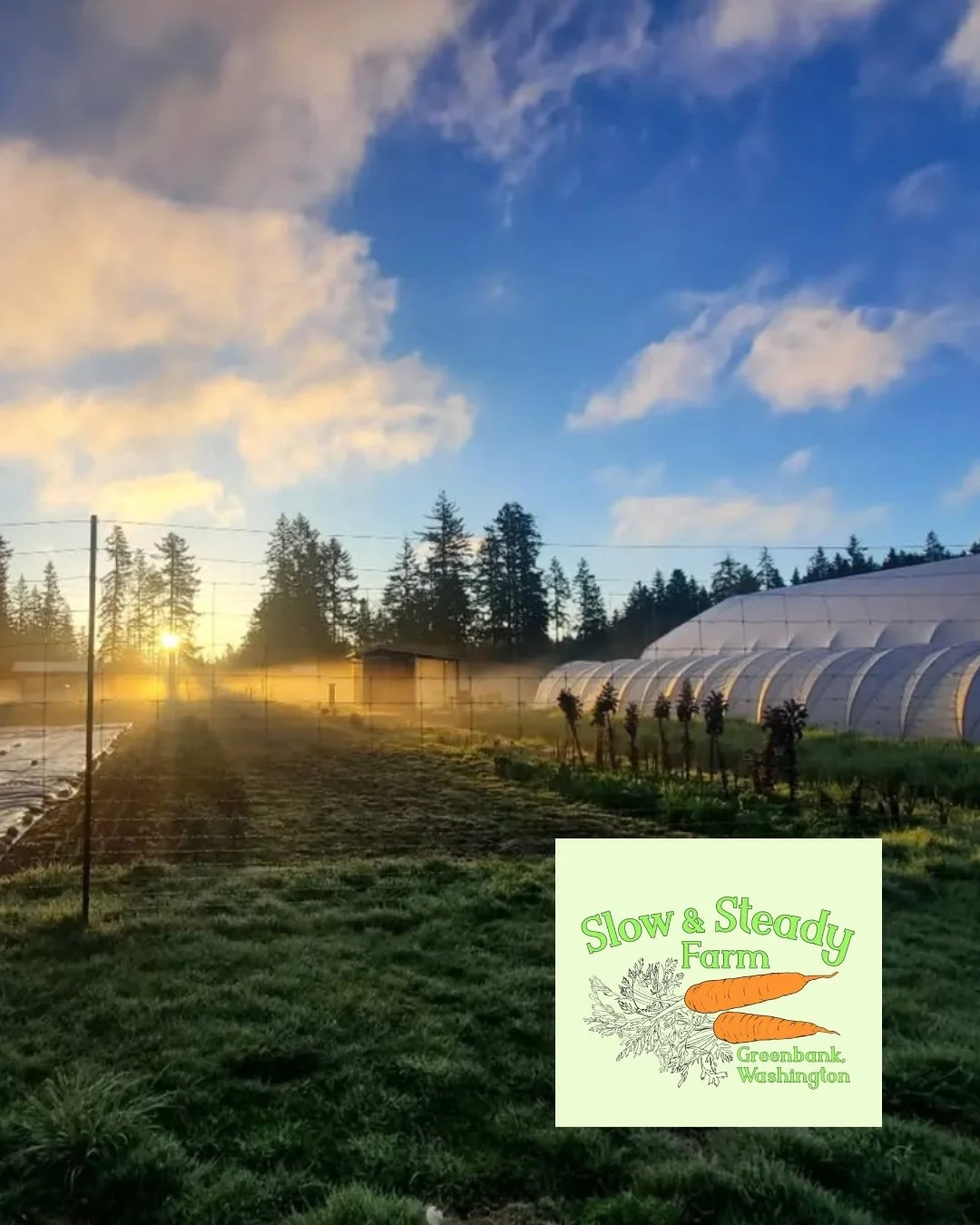 Meet the producers: Slow &amp; Steady Farm! 

@slowandsteadyfarm  is a no-till vegetable farm in Greenbank focused on soil health, carbon sequestration, and farming at a human scale. Their farm was started in 2021 and offers things like garlic, shall