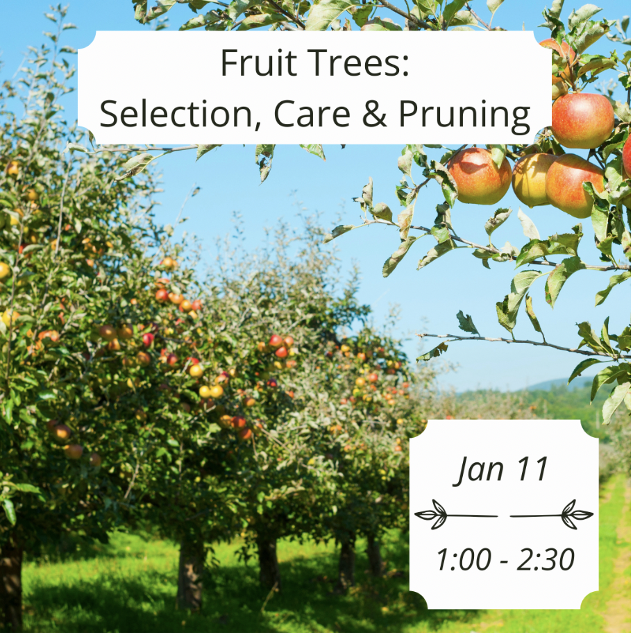 Fruit Trees: Selection, Care & Pruning