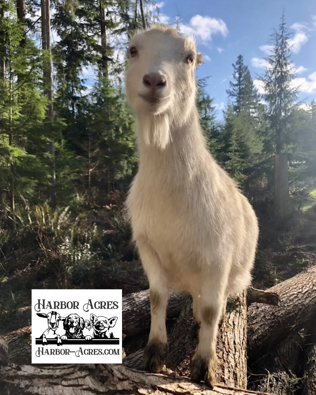 Meet the producers: Harbor Acres! 

@harbor_acres is a farm in Oak Harbor that produces a variety of value-added home products. While they specialize in goats milk soap, thay also make luxury candles, soap crayons, beard balm, and much more. Owner Sh