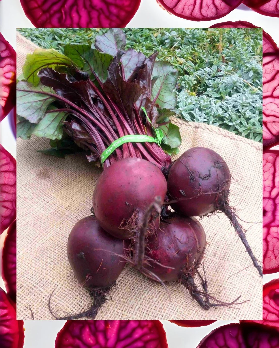 We ❤️ beets! 🌱

They&rsquo;re the perfect savory-sweet vegetable for stewing, roasting, pickling, shredding, steaming, or pureeing - however you eat them, beets pack a powerful nutritional punch!

You may have noticed how richly pigmented beets are.