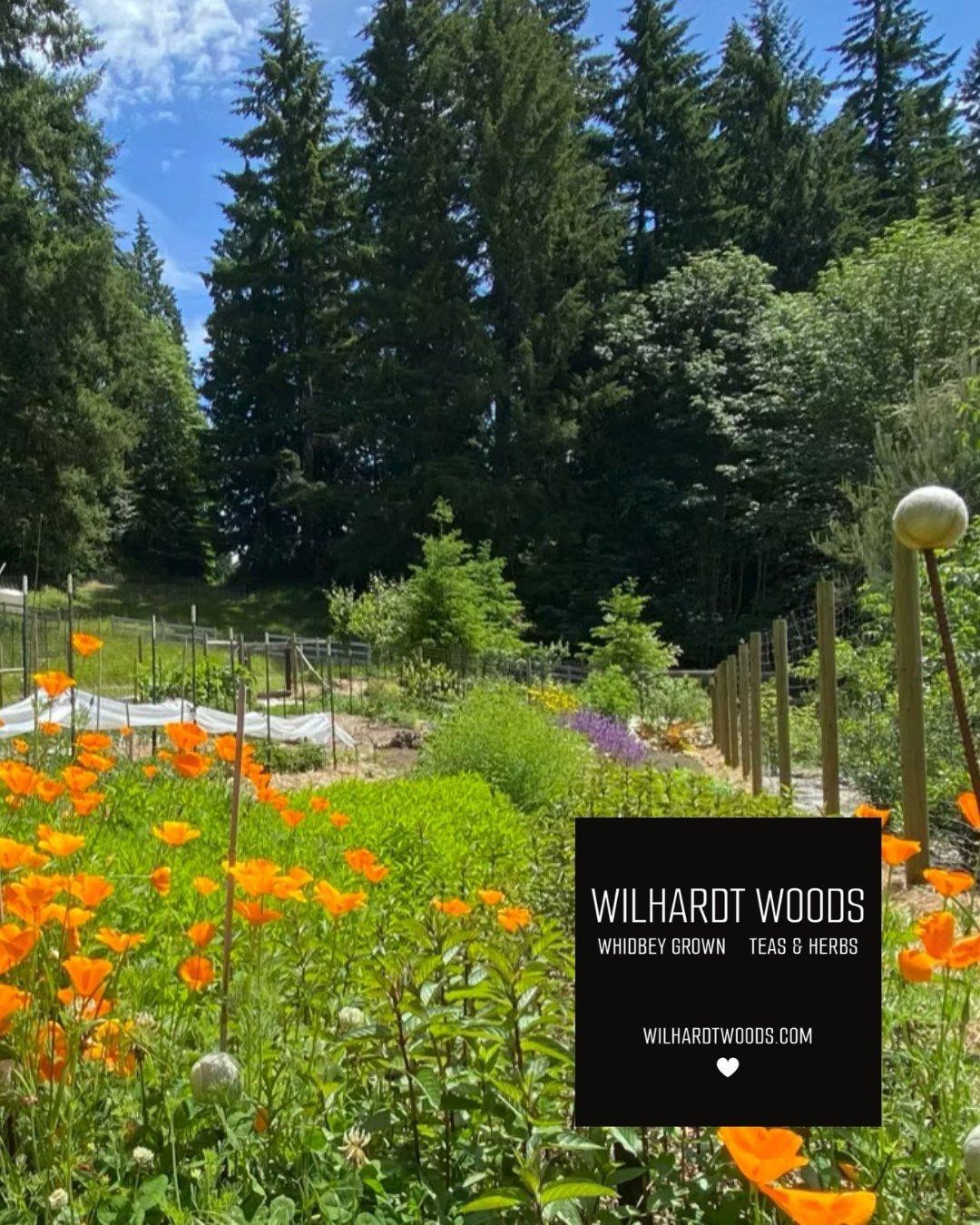 Meet the producers: Wilhardt Woods! 🌲

Wilhardt Woods is a small-scale farm in Clinton growing medicinal and culinary plants, crafting herbal teas using only their own plants. For over a decade, they have focused on plants that nurture and heal, and