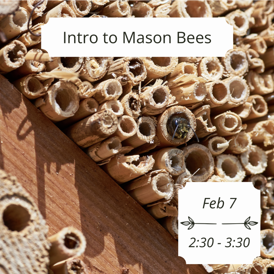 Intro to Mason Bees
