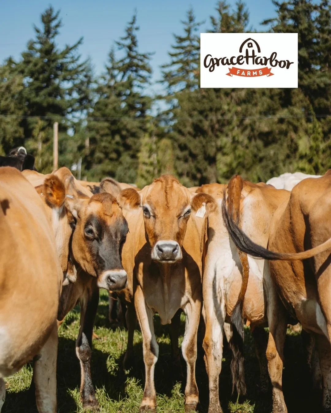 Meet the producers: Grace Harbor Farms! 

@graceharborfarms is a family-owned, Grade A certified dairy farm and creamery. Started in 1999 with a couple dairy goats, the farm made natural skincare products with a goat milk base. They since expanded in