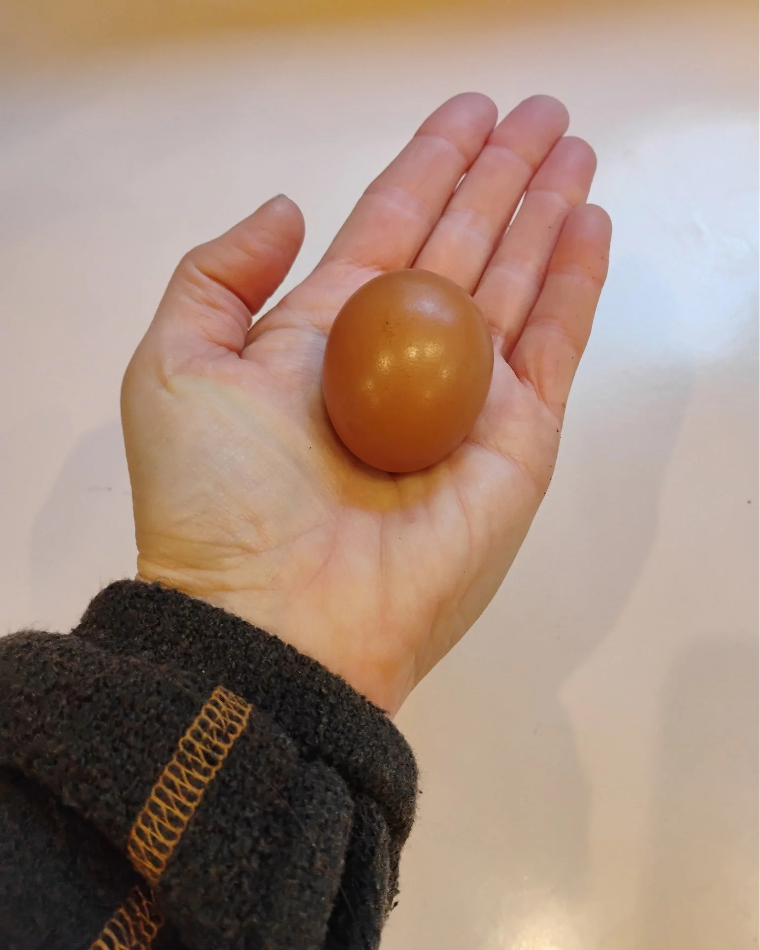 🥚 The gals at Lunar Crest Farm are gearing up for a big season!

As the early birds start laying, be on the lookout for Lunar Crest Farm eggs returning to the Food Hub. Fresh, local, and worth the wait.

Fun farm fact: double yolks are common when a