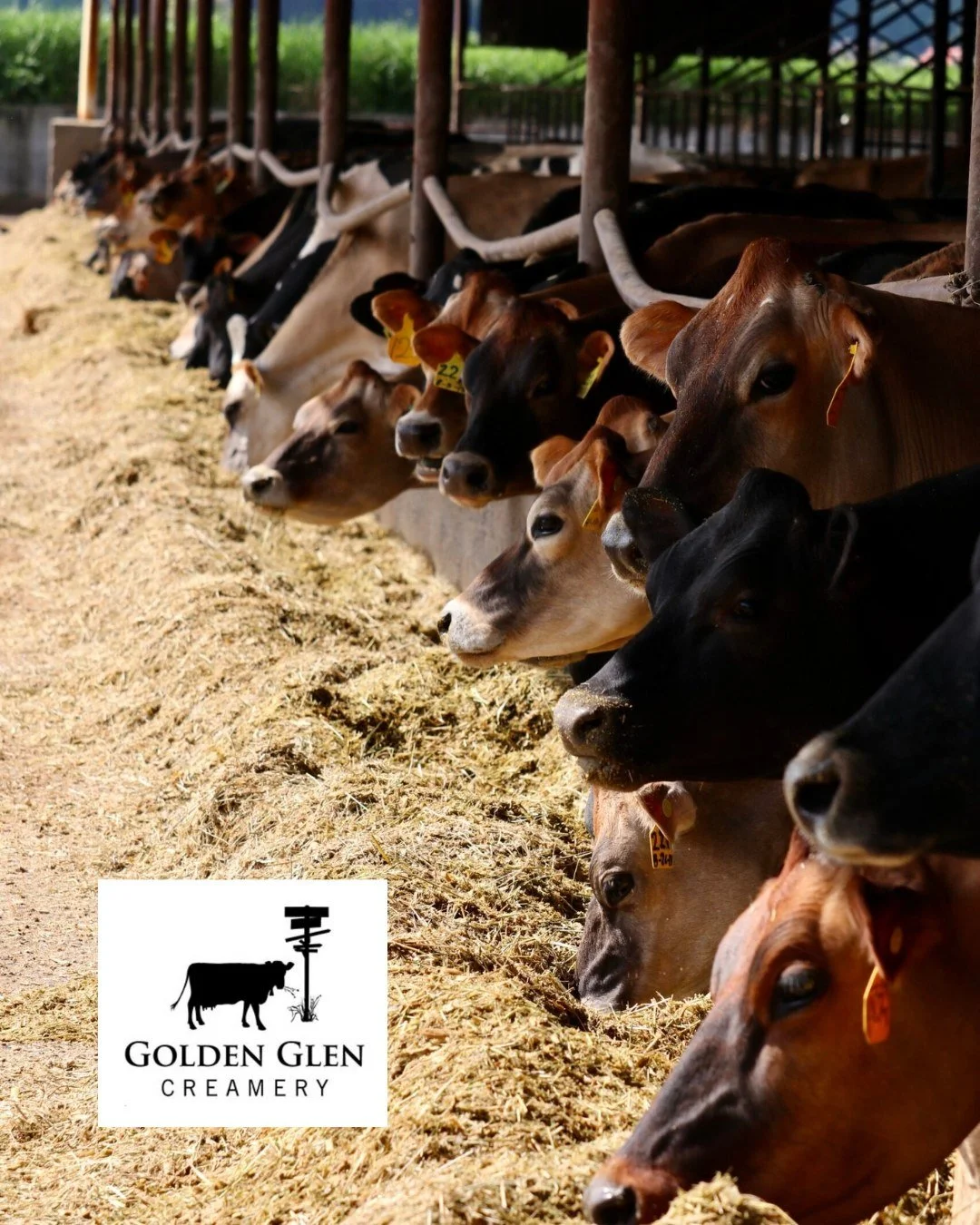 Meet the producers: Golden Glen Creamery! 

@goldenglencreamery is a farmstead operation, meaning the milk they use for their handmade butters, cheeses and cultured products all come from their very own farm. They use traditional methods of cheesemak