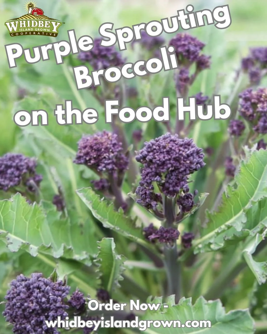 A wonderful treat of early spring is Purple Sprouting Broccoli. PSB is flavorful and tender, a welcome change and addition to our winter root vegetable diet.
.
Our favorite way to prepare PSB is to roast it with a marinade. Eat it straight out of the