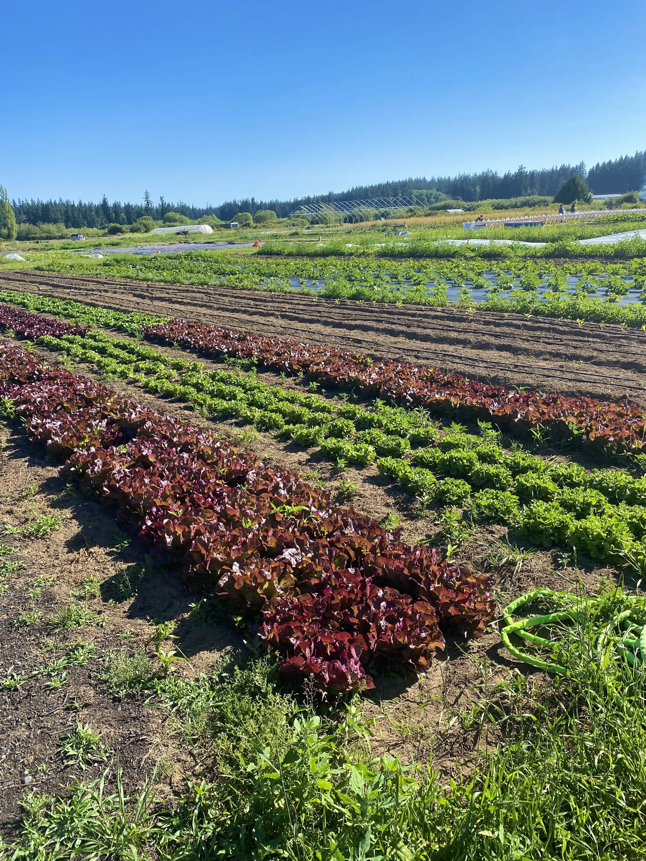 It's Time to CELEBRATE! with the Organic Farm School 