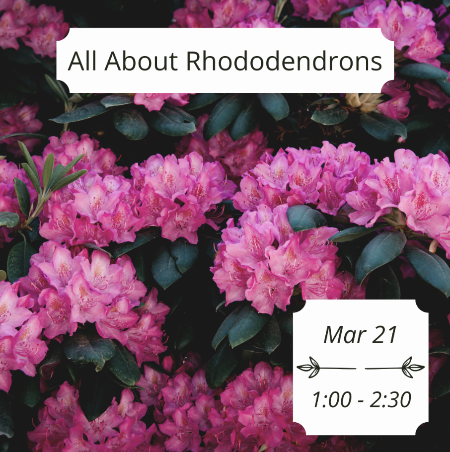 All About Rhododendrons