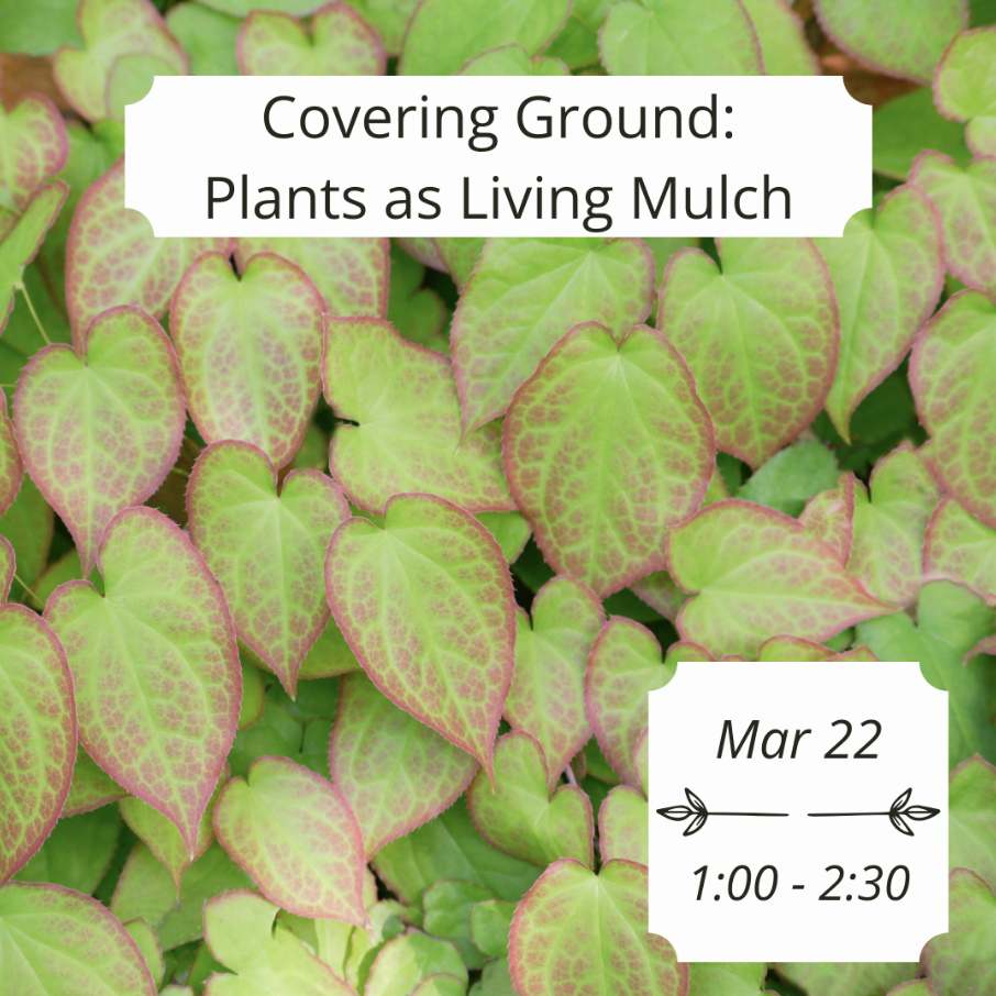 Covering Ground: Plants as Living Mulch