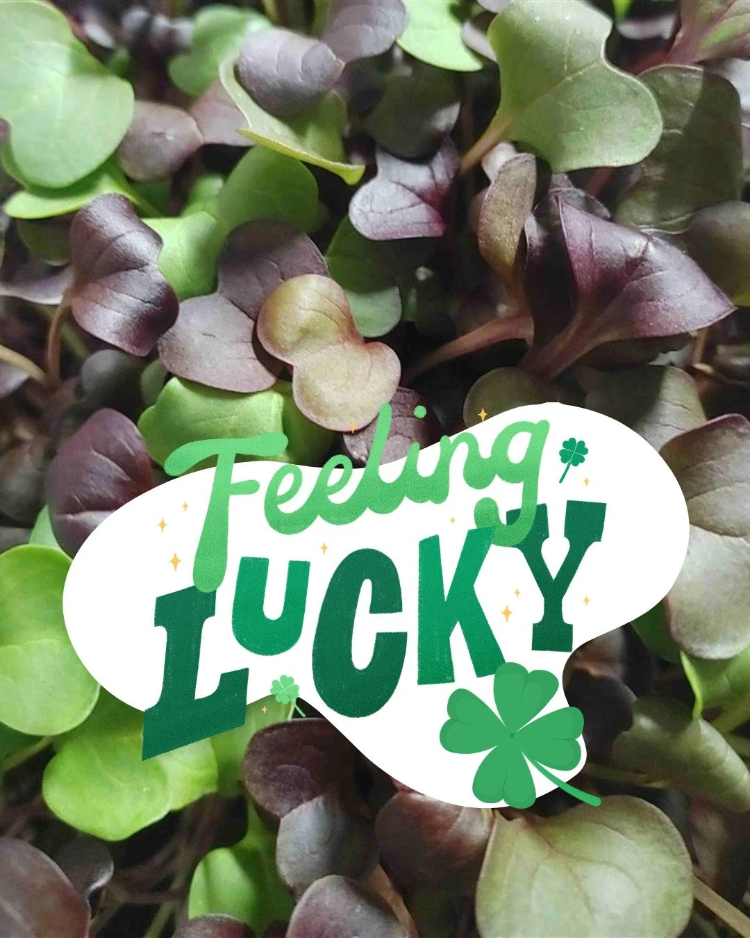🍀 Shop microgreens on the Food Hub!

Who knows&hellip; maybe you&rsquo;ll find your lucky four-leaf clover (just kidding.)

But seriously&mdash;how lucky are we to have these beautiful microgreens from @one_willow_farm_wa!?

Sango Purple Radish is a