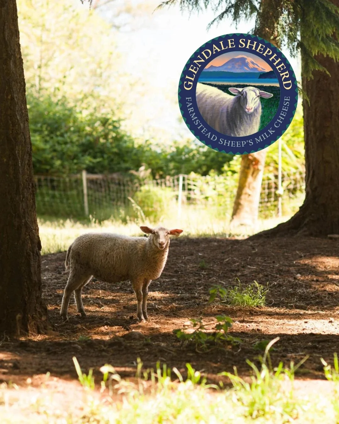 Meet the producers: Glendale Shepherd 🐑

Located in Clinton, @glendaleshepherd is a family-owned and operated Grade A dairy farm committed to sustainable agriculture and the production of fine sheep milk cheeses and pasture-raised lamb.

With forest