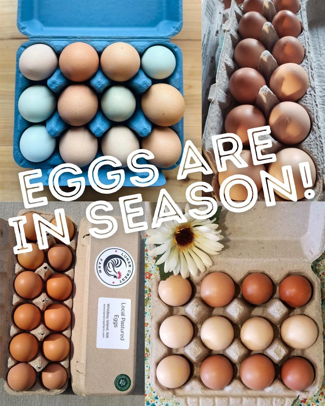 Thanks to the increased daylight and warmer temps, eggs are officially in season! 🥚
Shop the Food Hub for eggs from multiple local producers&mdash;available in a variety of colors and sizes!

These eggs are from birds raised on pasture, with care, i